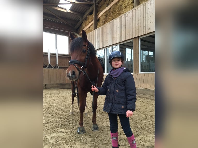 Poni alemán Caballo castrado 15 años 148 cm Alazán-tostado in Rehfelde