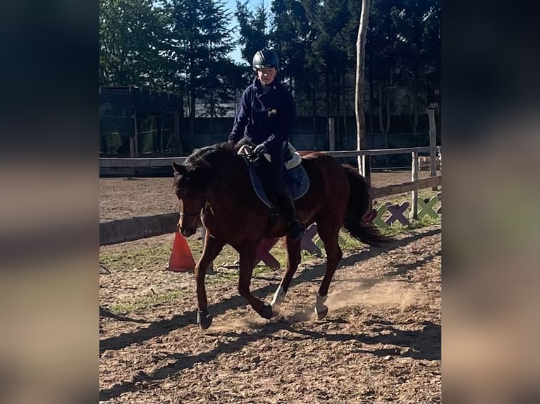 Poni alemán Caballo castrado 15 años 148 cm Alazán-tostado in Rehfelde