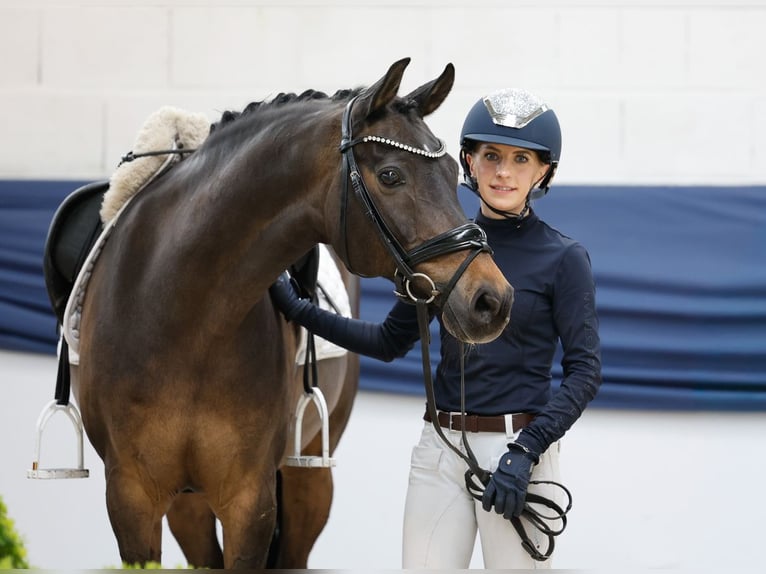 Poni alemán Caballo castrado 15 años 148 cm Castaño in Marsberg