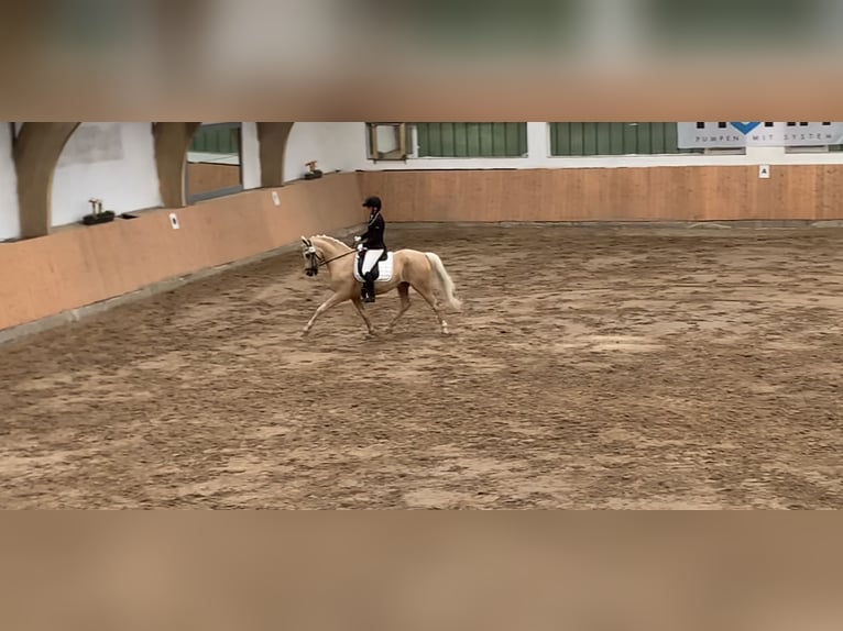 Poni alemán Caballo castrado 15 años 148 cm Palomino in Vechta