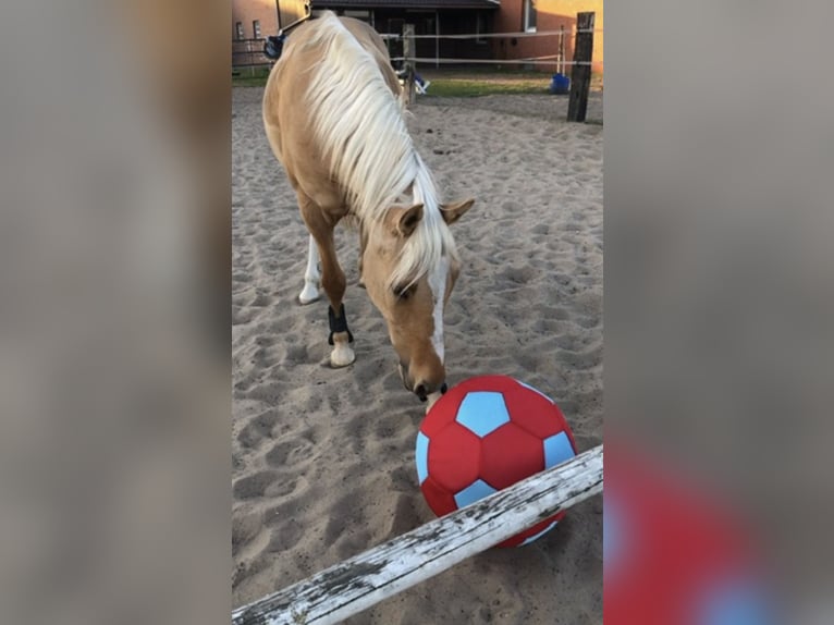 Poni alemán Caballo castrado 15 años 151 cm Palomino in Emsdetten