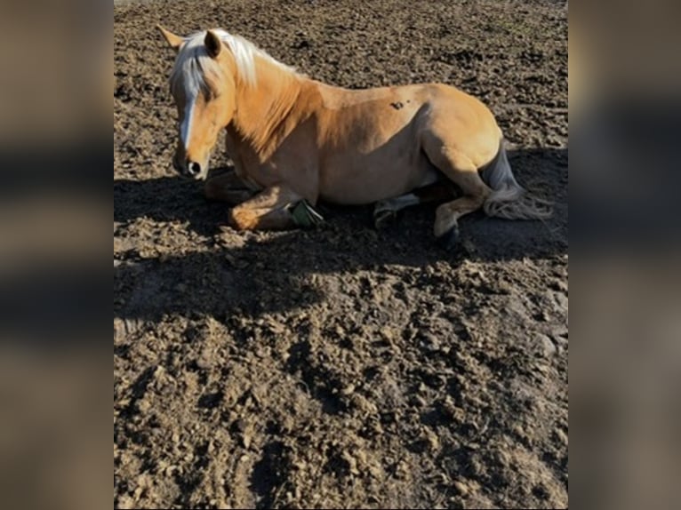 Poni alemán Caballo castrado 15 años 151 cm Palomino in Emsdetten