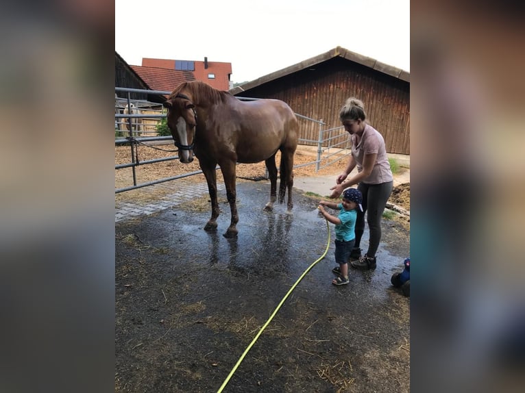 Poni alemán Caballo castrado 15 años 161 cm Alazán in Schorndorf