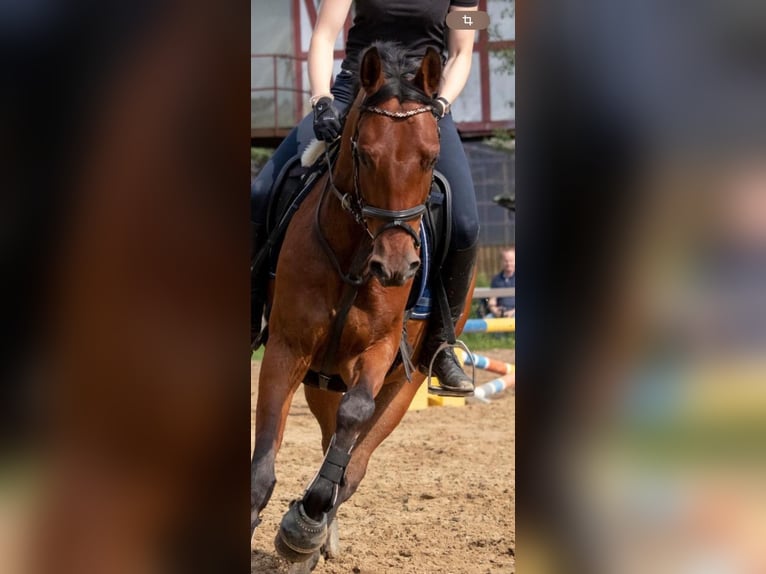 Poni alemán Caballo castrado 15 años Castaño in Tostedt