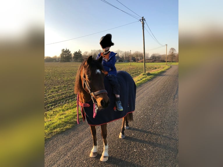 Poni alemán Caballo castrado 16 años 138 cm Castaño in Geldern