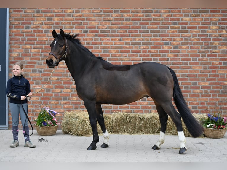 Poni alemán Caballo castrado 16 años 140 cm Castaño oscuro in Goch