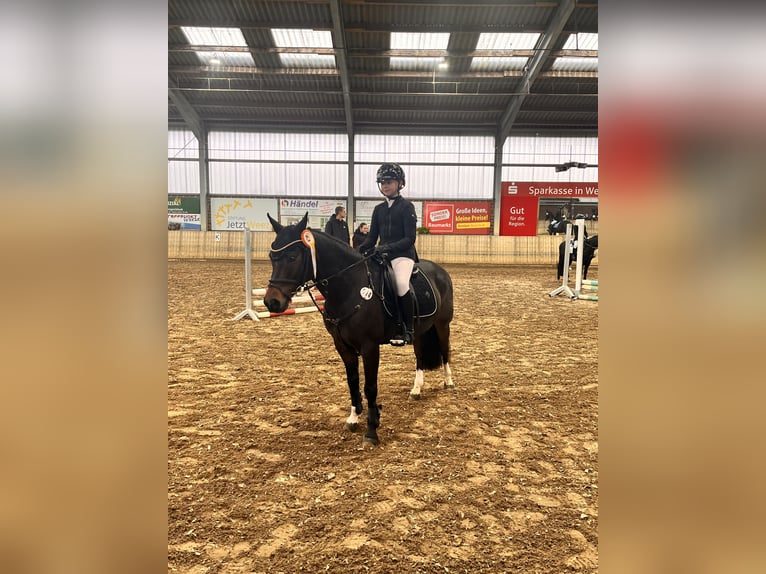 Poni alemán Caballo castrado 16 años 140 cm Castaño oscuro in Goch