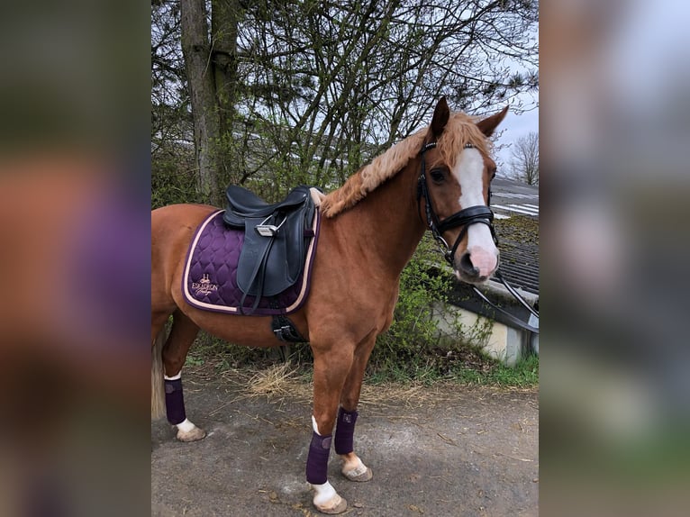 Poni alemán Caballo castrado 16 años 142 cm Alazán in Wincheringen