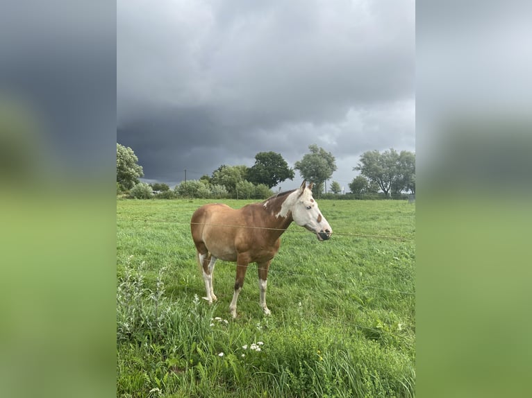 Poni alemán Mestizo Caballo castrado 16 años 145 cm Pío in Rostock