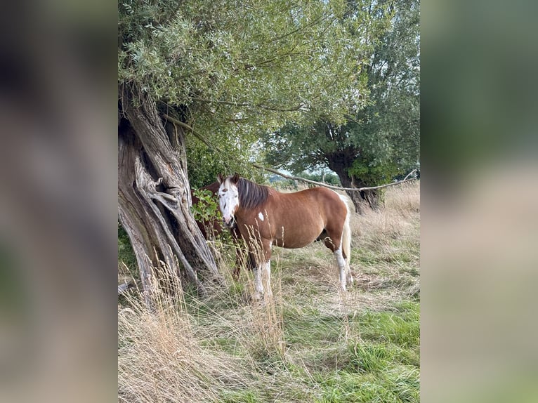 Poni alemán Mestizo Caballo castrado 16 años 145 cm Pío in Rostock