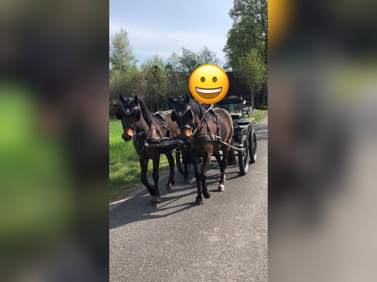 Poni alemán Caballo castrado 16 años 146 cm Castaño oscuro in Alfhausen