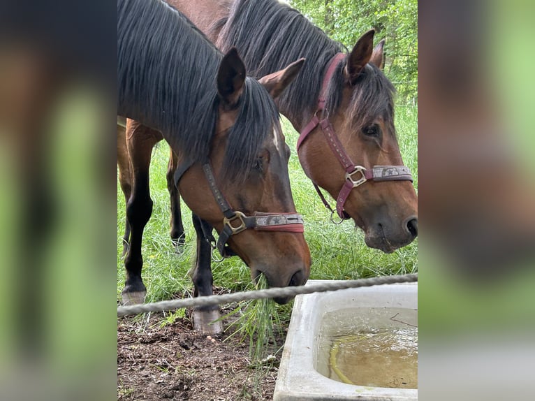 Poni alemán Caballo castrado 16 años 146 cm Castaño oscuro in Alfhausen