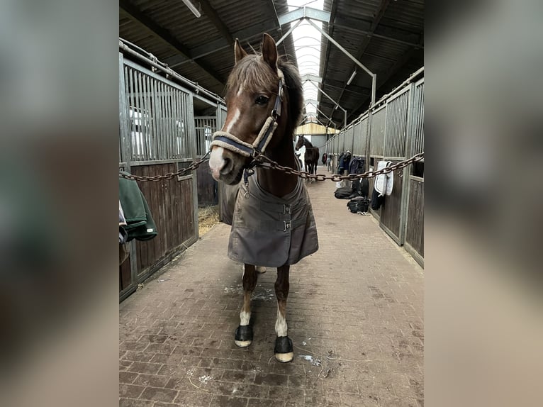 Poni alemán Caballo castrado 16 años 147 cm Alazán-tostado in Danewitz