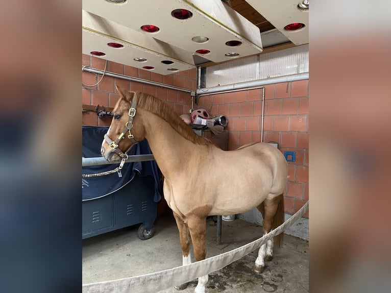 Poni alemán Caballo castrado 16 años 147 cm Bayo in Frankfurt am Main