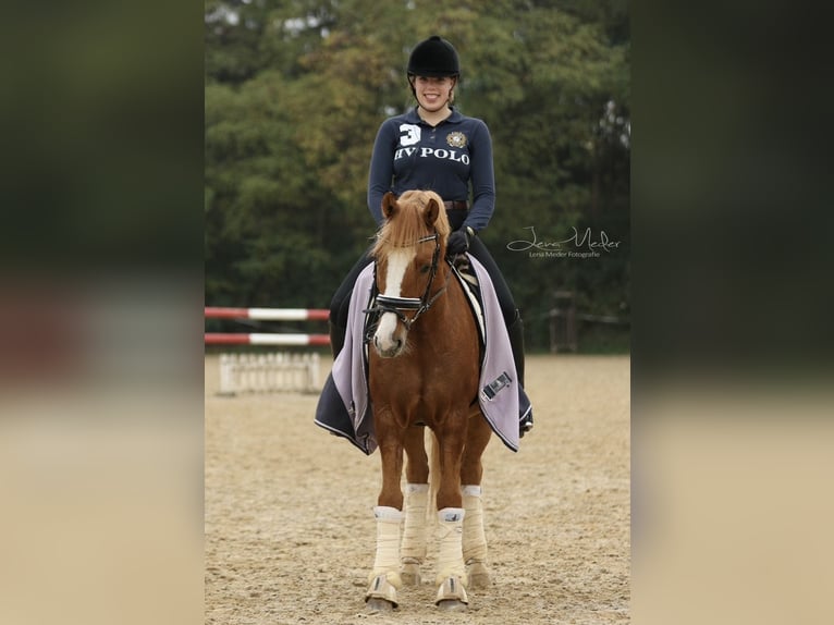 Poni alemán Caballo castrado 16 años 147 cm Bayo in Frankfurt am Main