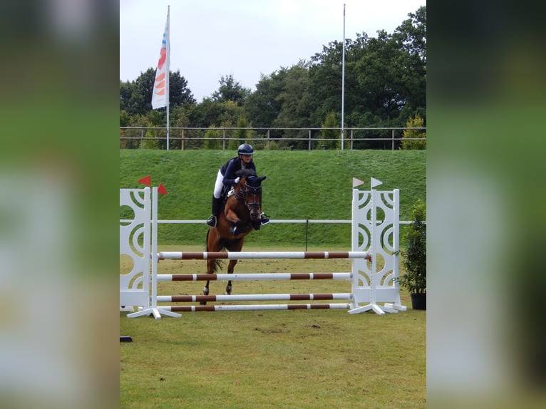 Poni alemán Caballo castrado 16 años 147 cm Castaño in Moormerland Poni alemán Caballo castrado 16 años 147 cm Castaño in Moormerland