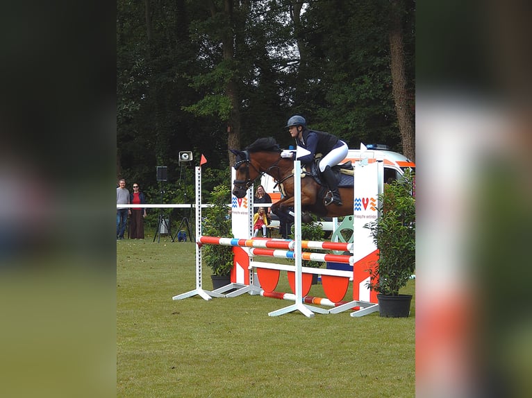 Poni alemán Caballo castrado 16 años 147 cm Castaño in Moormerland Poni alemán Caballo castrado 16 años 147 cm Castaño in Moormerland