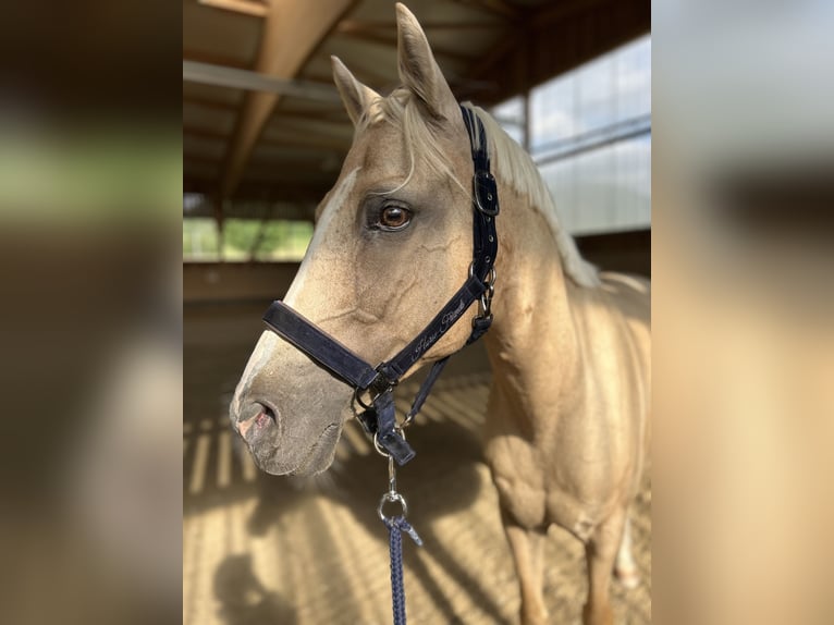 Poni alemán Caballo castrado 16 años 147 cm Palomino in Mössingen