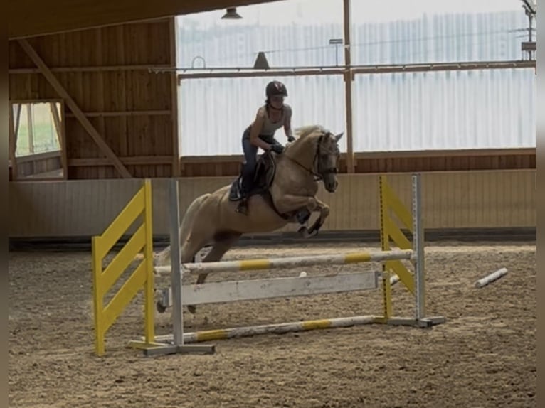 Poni alemán Caballo castrado 16 años 147 cm Palomino in Mössingen
