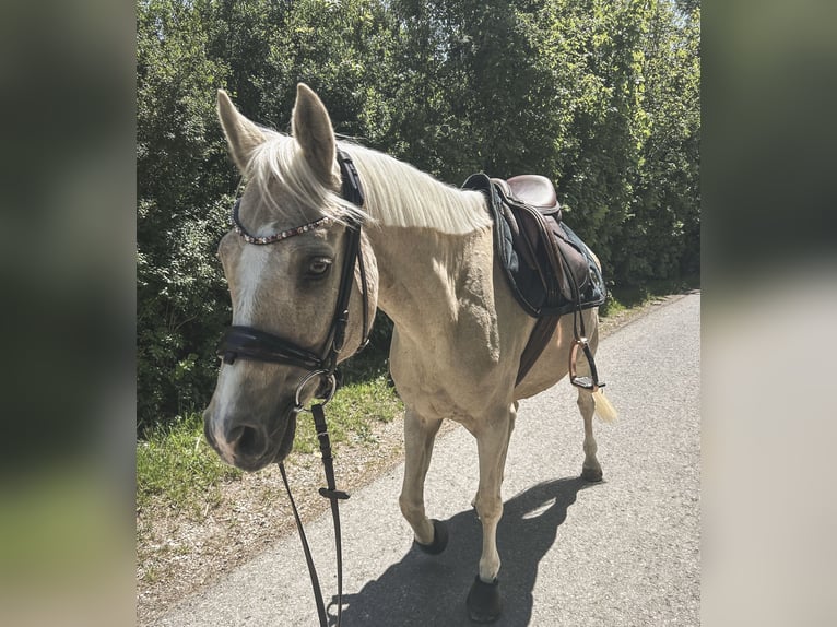 Poni alemán Caballo castrado 16 años 147 cm Palomino in Mössingen