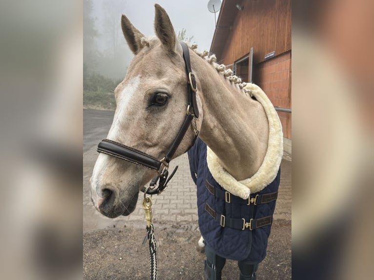 Poni alemán Caballo castrado 16 años 147 cm Palomino in Mössingen