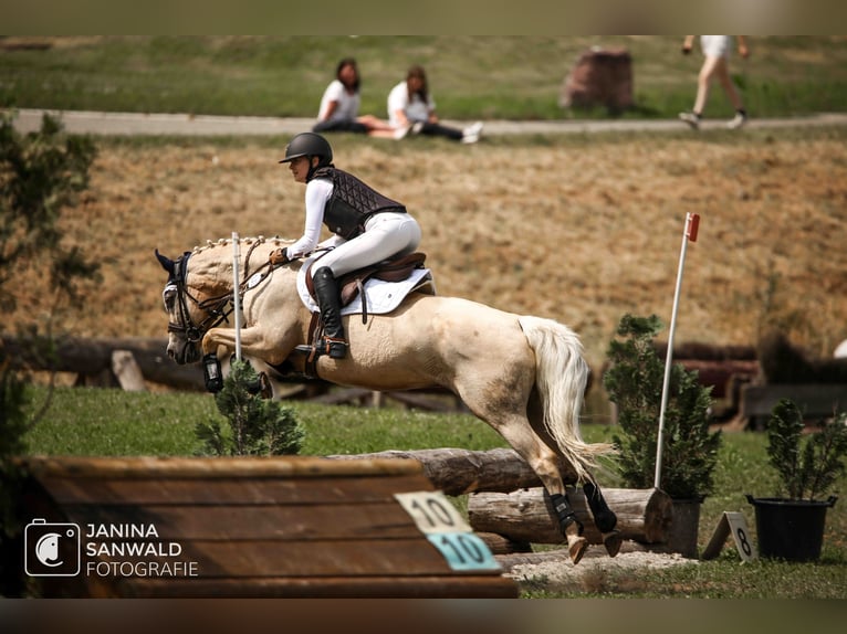 Poni alemán Caballo castrado 16 años 147 cm Palomino in Mössingen