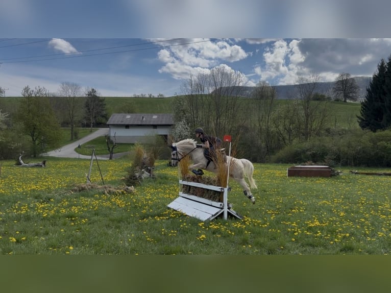 Poni alemán Caballo castrado 16 años 147 cm Palomino in Mössingen