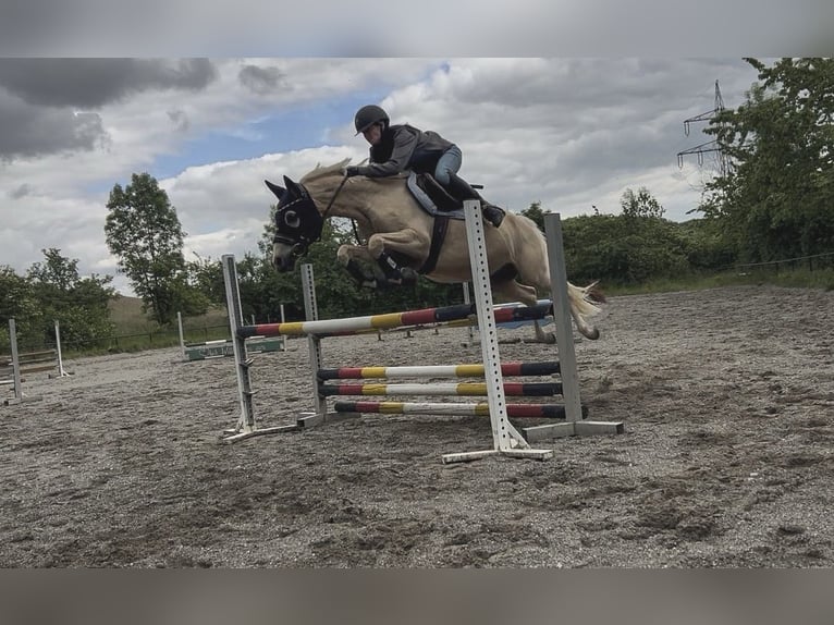 Poni alemán Caballo castrado 16 años 147 cm Palomino in Mössingen