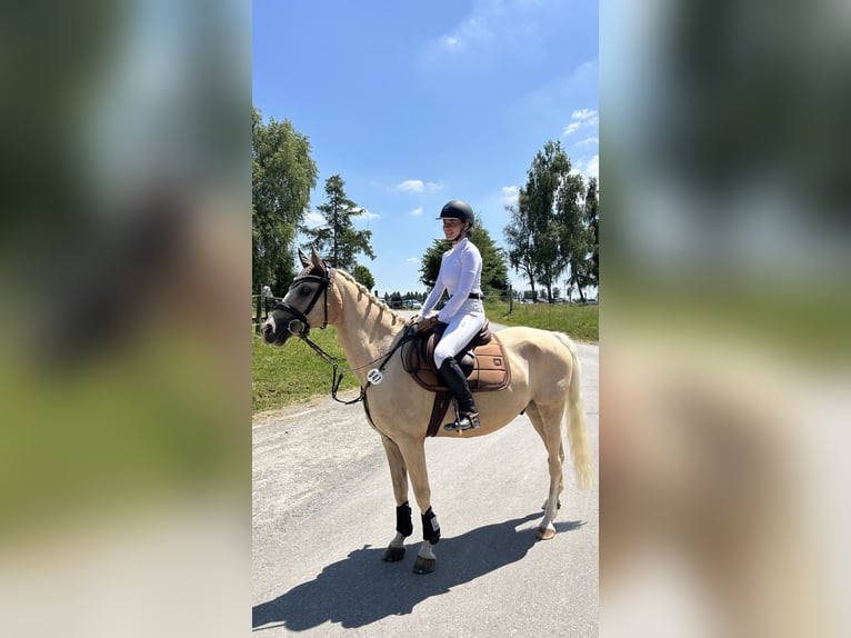 Poni alemán Caballo castrado 16 años 147 cm Palomino in Mössingen