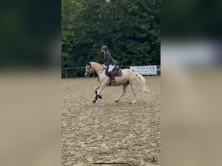 Poni alemán Caballo castrado 16 años 147 cm Palomino in Mössingen