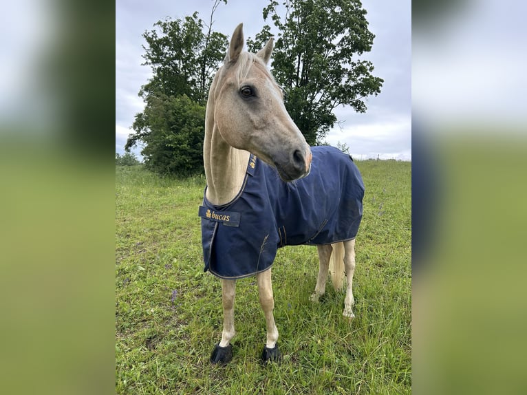 Poni alemán Caballo castrado 16 años 147 cm Palomino in Mössingen