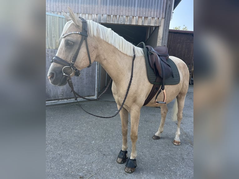Poni alemán Caballo castrado 16 años 147 cm Palomino in Mössingen