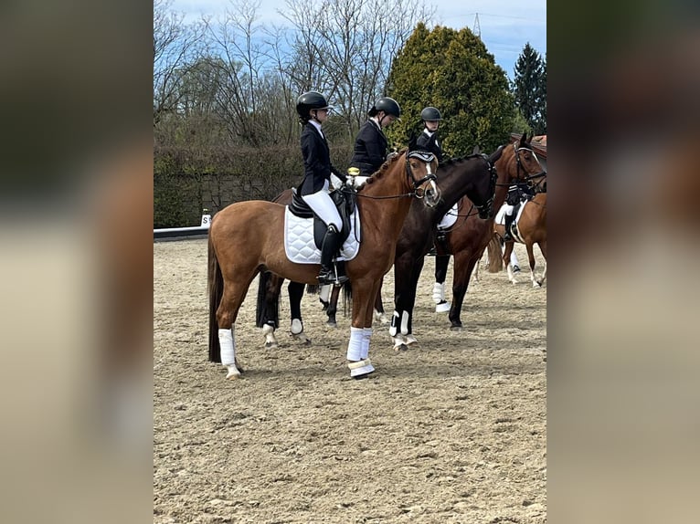 Poni alemán Caballo castrado 16 años 148 cm Alazán in Mellach