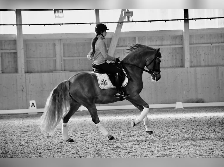 Poni alemán Caballo castrado 16 años 148 cm Alazán in Malans GR