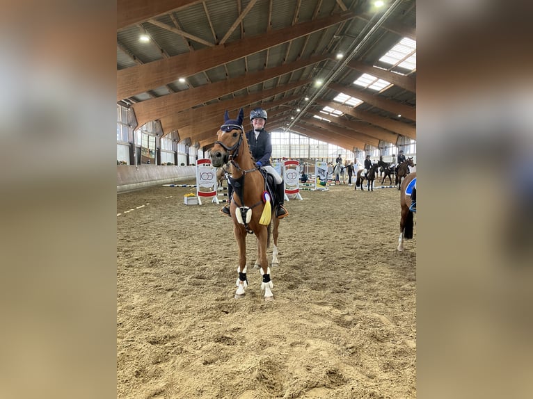 Poni alemán Caballo castrado 16 años 148 cm Alazán in Ascheberg