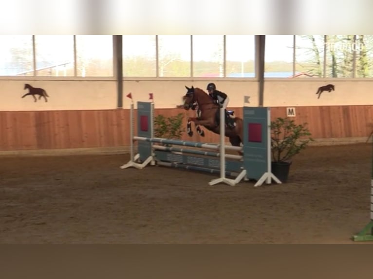 Poni alemán Caballo castrado 16 años 148 cm Alazán in Ascheberg