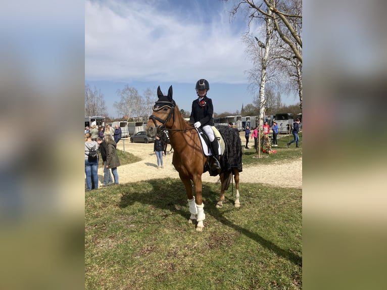 Poni alemán Caballo castrado 16 años 148 cm Alazán in Ascheberg