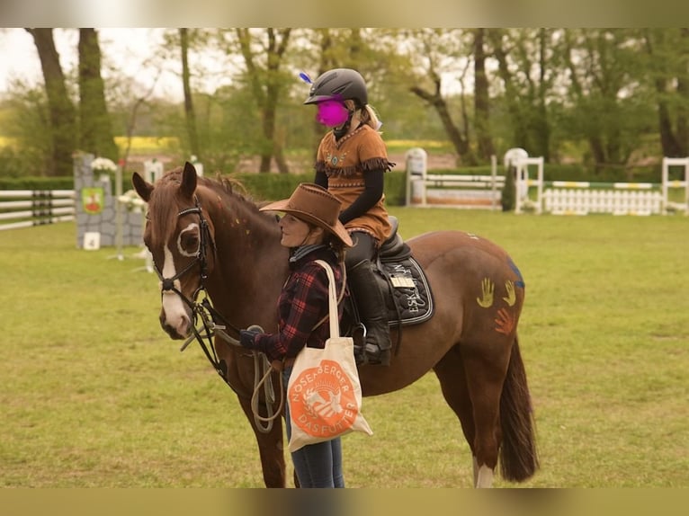 Poni alemán Caballo castrado 16 años 149 cm Alazán-tostado in Lilienthal