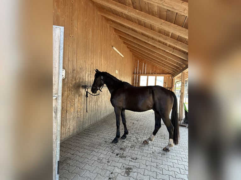 Poni alemán Caballo castrado 16 años 150 cm Morcillo in Rosenheim