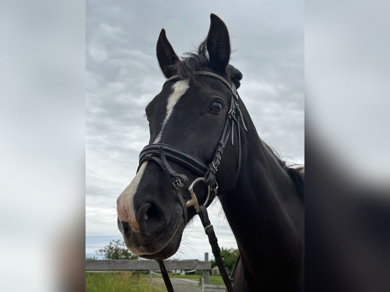 Poni alemán Caballo castrado 16 años 150 cm Morcillo in Rosenheim