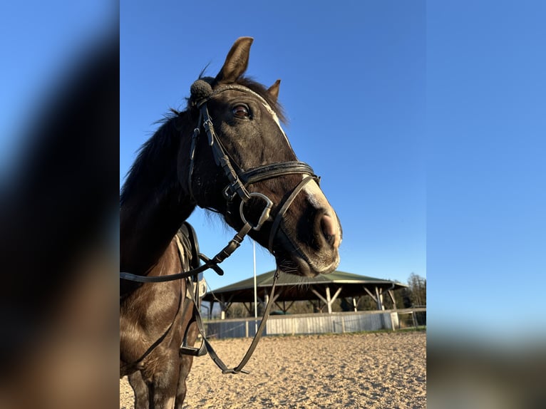 Poni alemán Caballo castrado 16 años 150 cm Morcillo in Rosenheim