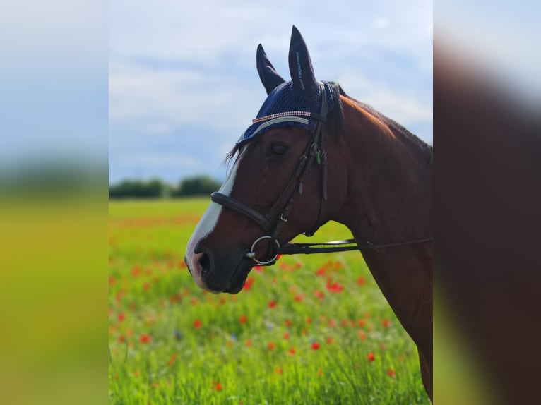 Poni alemán Caballo castrado 16 años 156 cm Castaño in Schönau an der Triesting