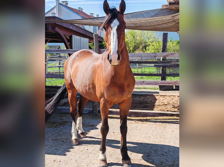 Poni alemán Caballo castrado 16 años 156 cm Castaño in Schönau an der Triesting