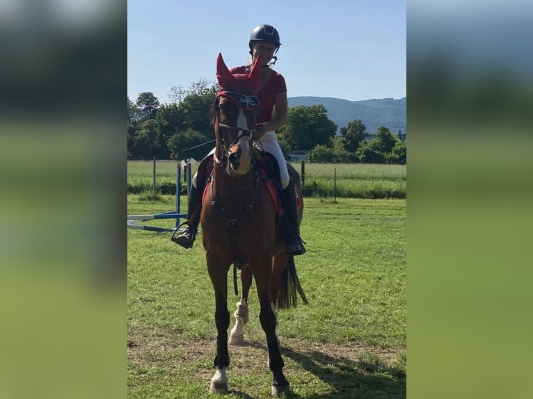 Poni alemán Caballo castrado 16 años 156 cm Castaño in Schönau an der Triesting