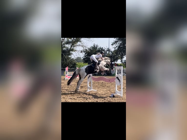 Poni alemán Mestizo Caballo castrado 16 años 158 cm Pío in Wardenburg