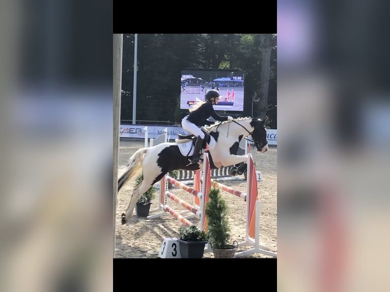 Poni alemán Mestizo Caballo castrado 16 años 158 cm Pío in Wardenburg