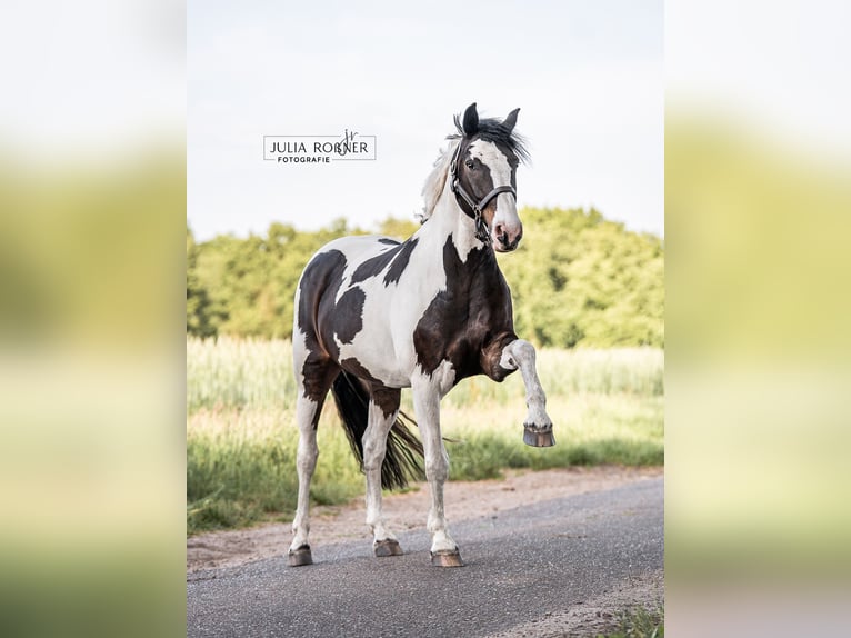 Poni alemán Mestizo Caballo castrado 16 años 158 cm Pío in Wardenburg
