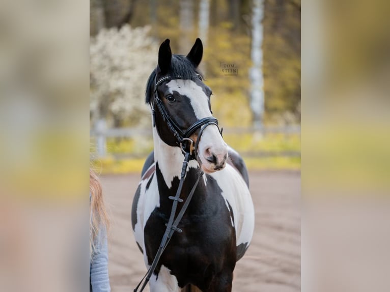 Poni alemán Mestizo Caballo castrado 16 años 158 cm Pío in Wardenburg