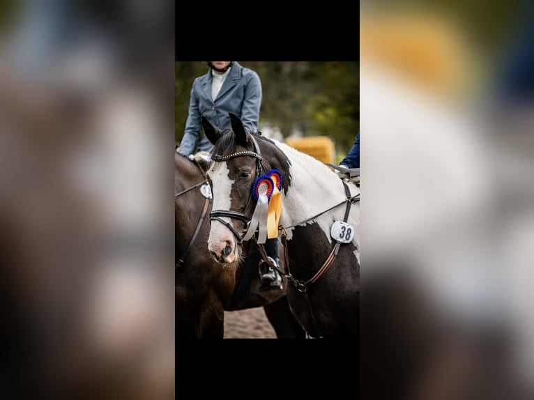 Poni alemán Mestizo Caballo castrado 16 años 158 cm Pío in Wardenburg