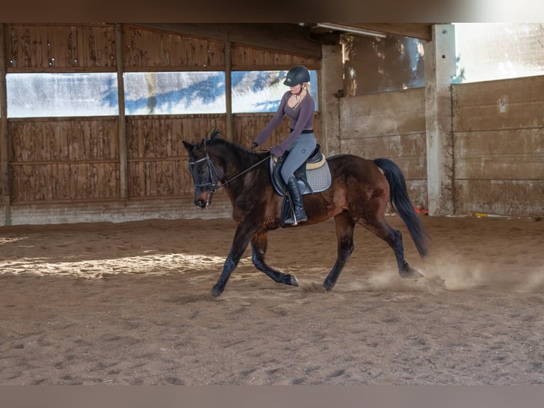Poni alemán Mestizo Caballo castrado 16 años 160 cm Castaño oscuro in Immendorf